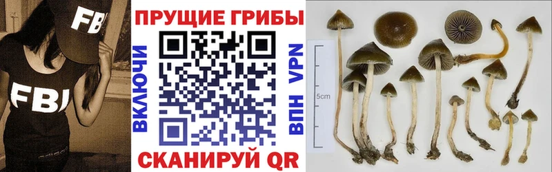 Псилоцибиновые грибы Cubensis  купить наркоту  Клин 